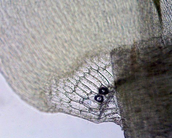 Calliergon giganteum